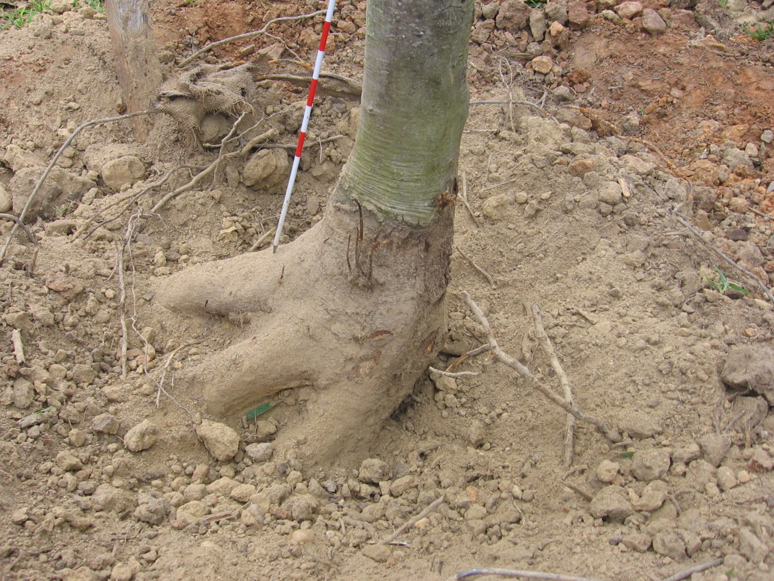 Nursery Inspections: The inspection process below ground | DeepRoot Blog