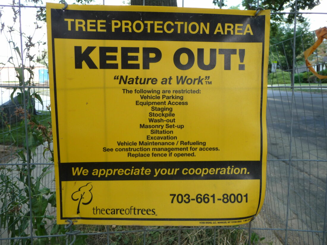 Keeping Room for Urban Trees | DeepRoot Blog