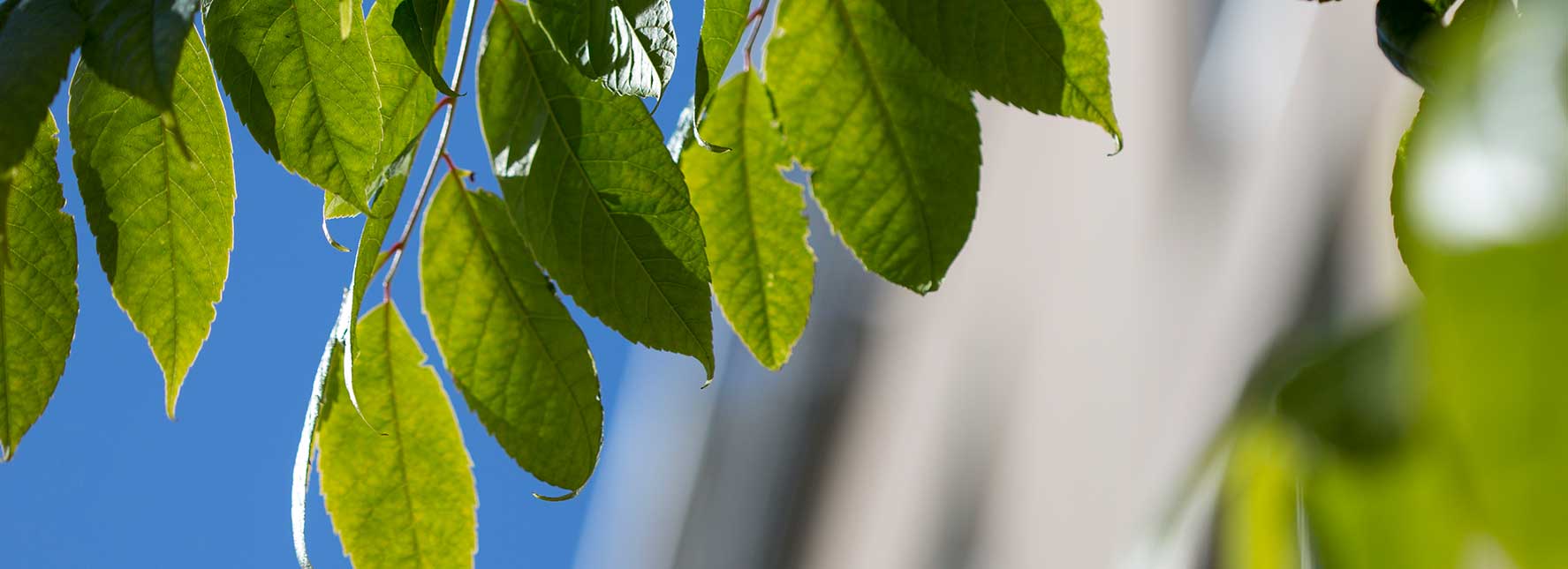 Sizes and Types | Arbortie | DeepRoot