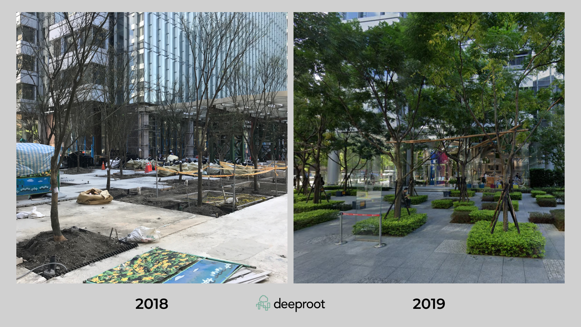 Silva Cells Example Silva Cell Trees Have Deep Roots in Plazas | DeepRoot Blog
