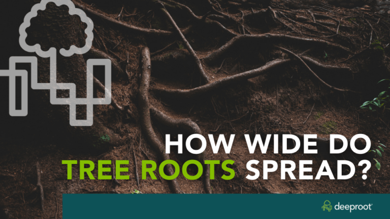 Tree Roots Spread Distance How Wide Do Tree Roots Spread? | DeepRoot Blog