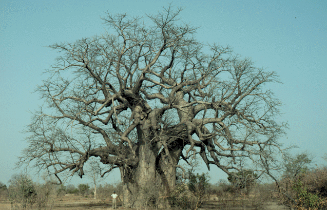 african baobab tree